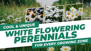 Cool & Unique White Flowering Perennials For Every Growing Zone