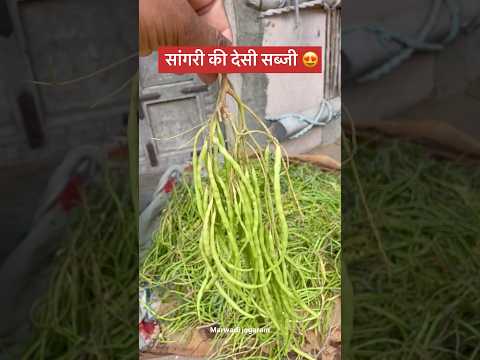सांगरी की देसी सब्जी 😍 #rajasthan #food #marwadilife #shortsvideo #vlog #villagerlif