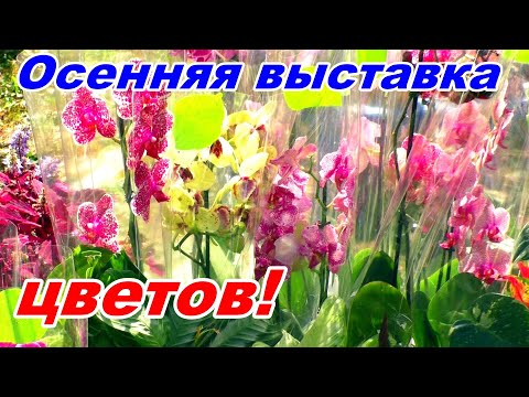 Video: Kvitnúce rastliny do kvetináčov: fotografia a popis