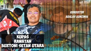 SEPUTAR PLECI BUXTONI || rawatan pleci SETAN UTARA || SERDADU YK BOSS CRISS ||