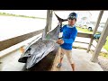 Yellowfin Tuna, Wahoo, Cobia & Dolphin Fish | Clean N Cook