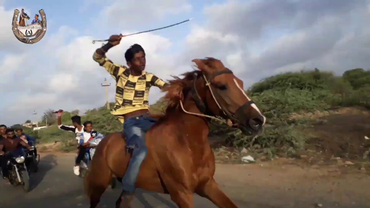 Horse Race On Road YouTube