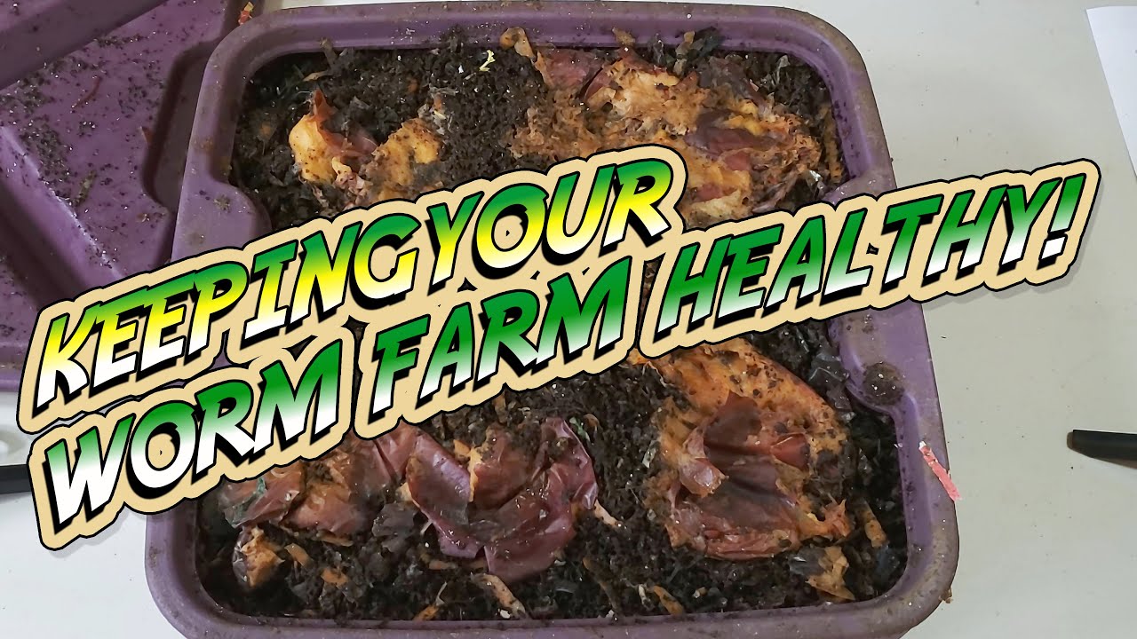 How to MAINTAIN a THRIVING WORM FARM, and keep your Worms Healthy YouTube