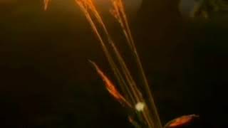 Ez Mırime - Kısa Kürtçe Şarkı