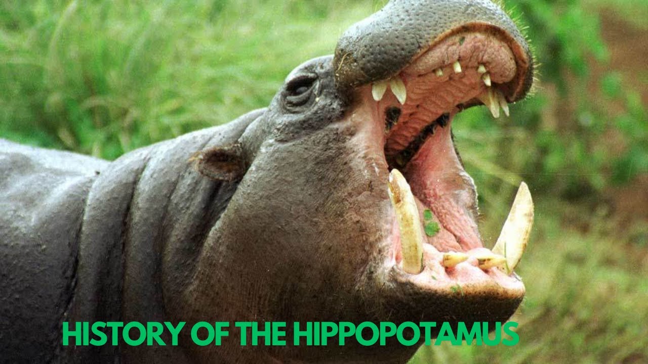 history of the hippopotamus YouTube