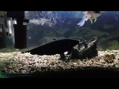 ჩემი აკვარიუმი