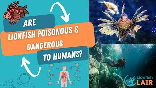 Are Lionfish Poisonous and Dangerous to Humans? (What to do if You Get Stung)