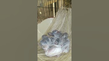 Jawa Sparrow Progress 🐣 || FinchEee #java #breedingprogress #2024