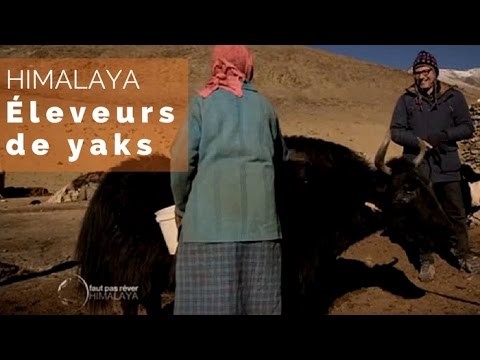 Vidéo: Notes Sur Un éleveur De Yak à Brooklyn - Réseau Matador