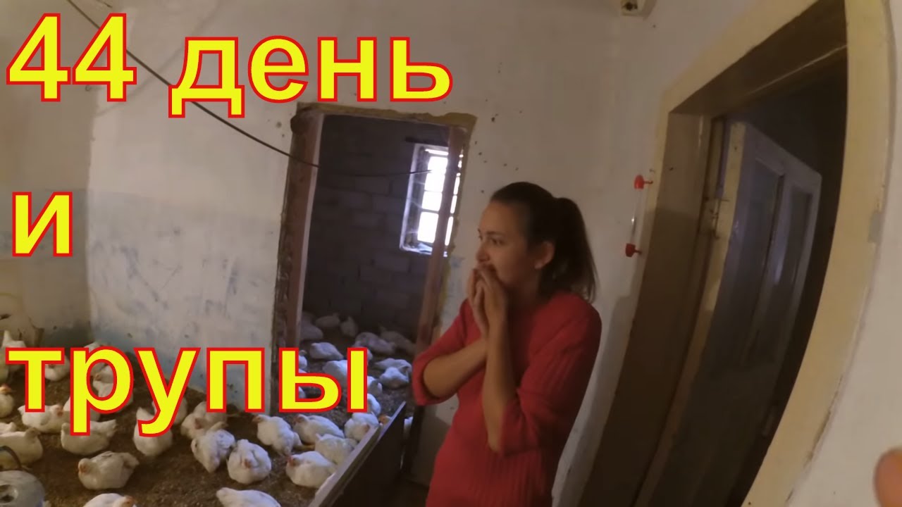 ⁣44 день с трупами//Бизнес на бройлерах//Взвешивание