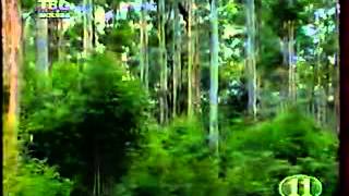 Воробьи Австралии / Grassfinches of Australia Воробьи Австралии / Grassfinches of Australia