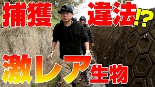 【激レア】こんな所に「日本固有の両生類」発見‼