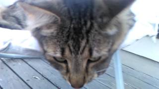 Meow meow meeeoooow prrrr prrrTRANSLATED my first video yay