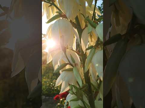 ЮККА садова - саджанець / контейнер 0,3-0,5л, видео 1