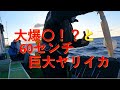 ヤリイカ釣り2022.2　小田原坂口丸