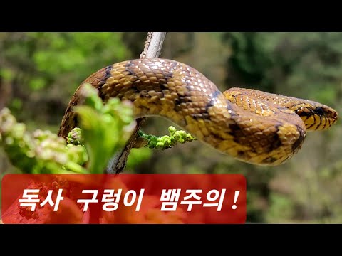 흑염소 폐축사 대형 황구렁이 또아리 돌밭 다라이 꼭꼭 숨었다가 발각됨? ᆢ