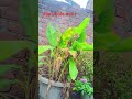 Bolbam # bolbam # bhakti song # bhojpuri # song ❤️❤️🚩🚩🚩🚩
