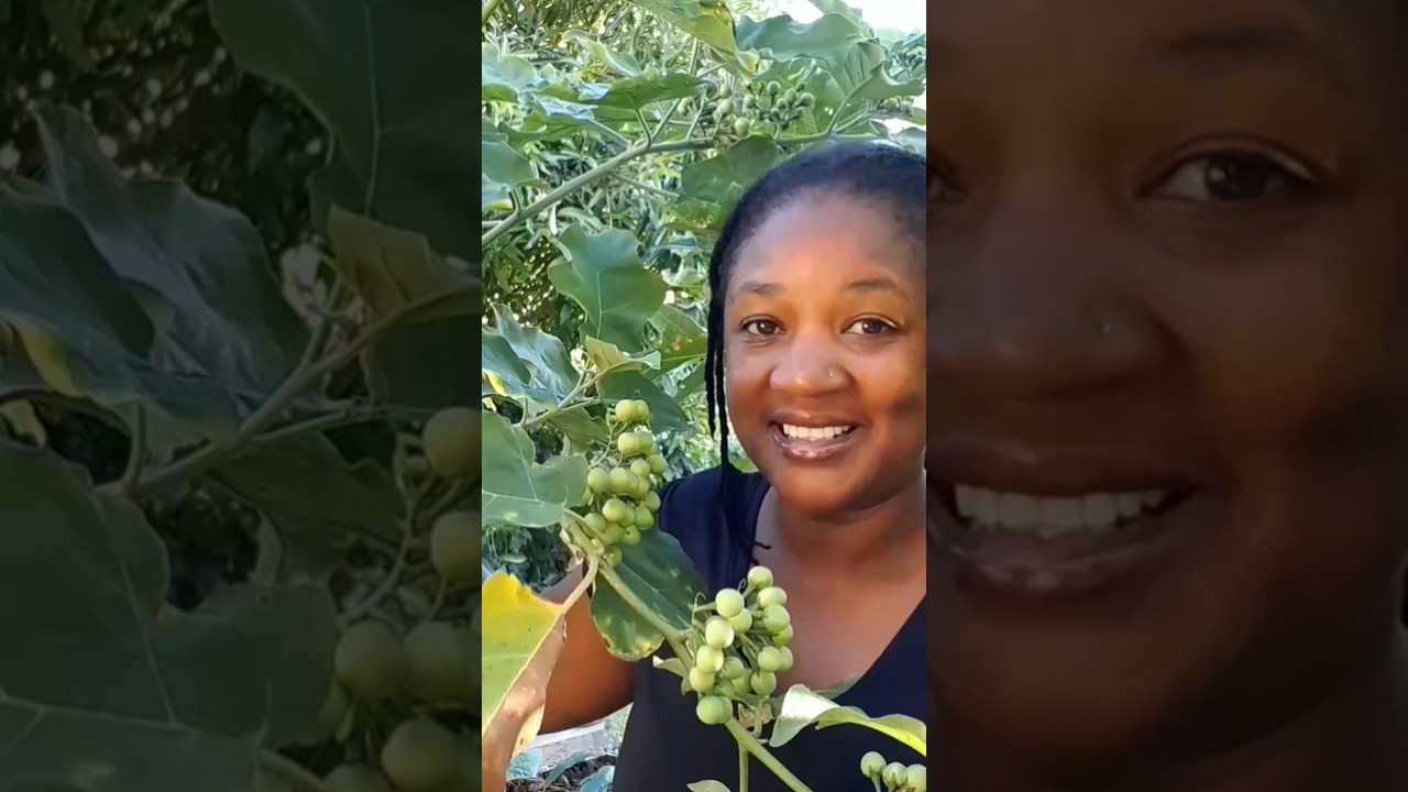 Сусумба может спасти вам жизнь! Полное видео по ссылке ☝️