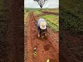 Mode Fast penanaman Kopi #farming #agrikultur #automobile #teknikpertanian #pertanian #agriculture