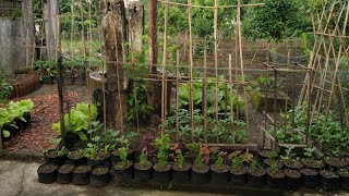 SAYURAN APA SAJA YANG SAYA TANAM DI KEBUN PEKARANGAN?, YUK KITA LIHAT SATU PERSATU...#gardening