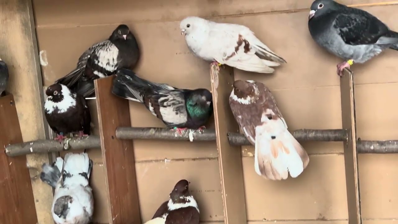 Ce porumbei am achiziționat de la Festivalul de Porumbeii Câmpenești și ce cadouri am primit ‼️🕊️🕊️