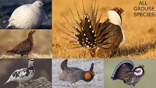 All Grouse species in the World types of grouse