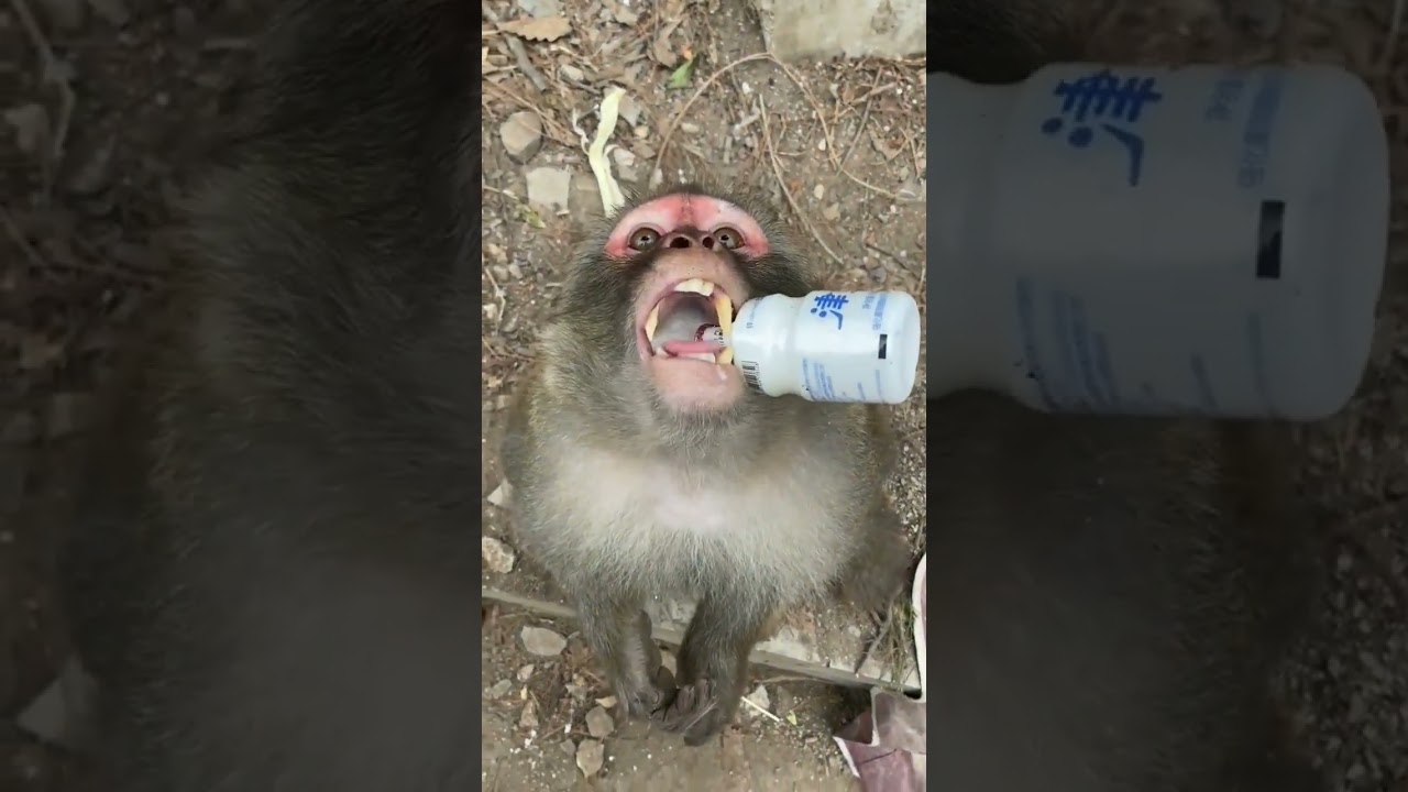 monkey knows how to drink milk from the bottle 🐒 