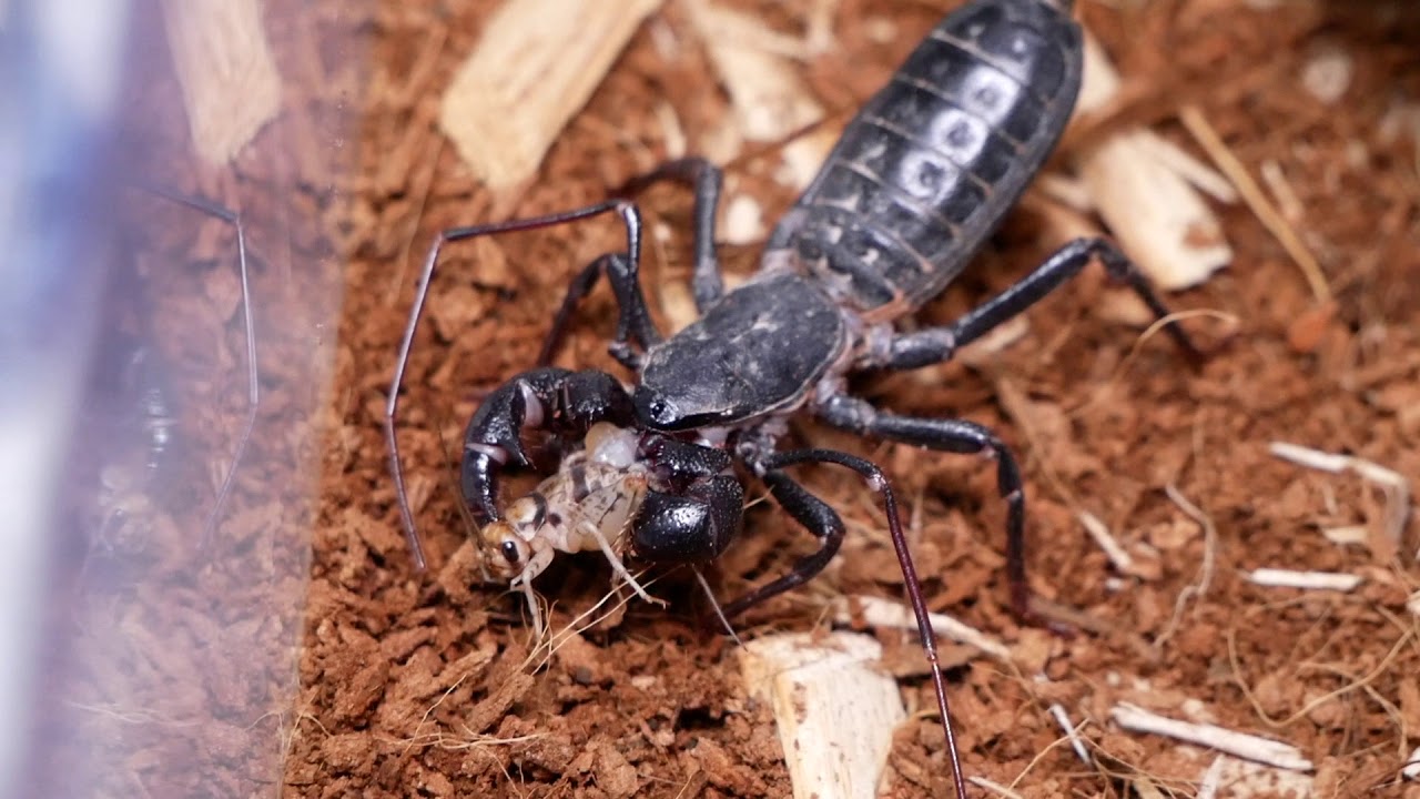 Vinegaroon Eating a Cricket YouTube