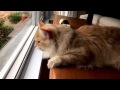 Siberian Cat Chirping at Squirrels - Meow Talk