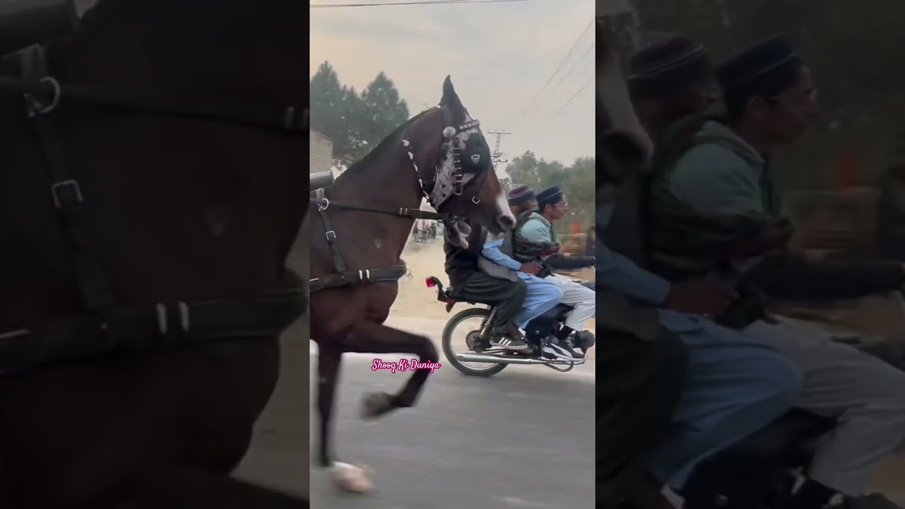 Balla Sultan Ghora Shooq nawab Loga da All Pakistan tanga horse racing official 