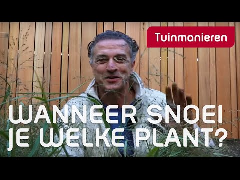 Video: Planten snoeien - Wanneer en hoe planten te snoeien