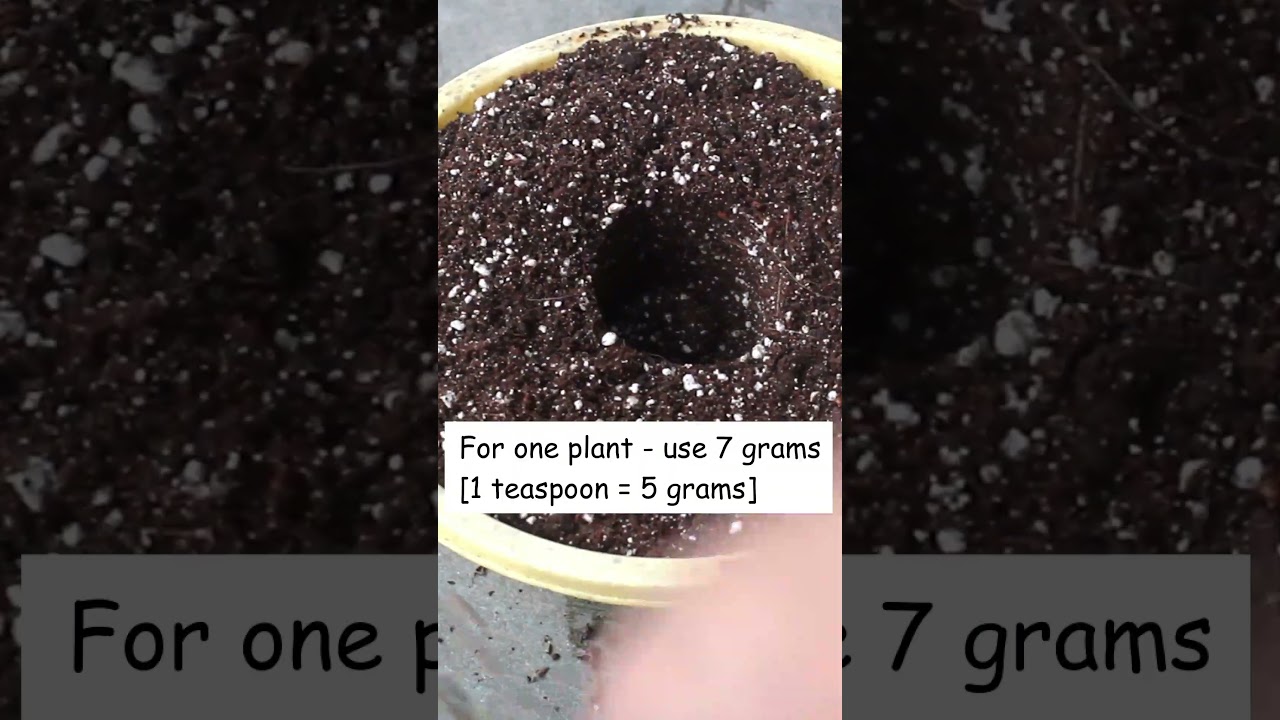 🌞 Эффективное удобрение для цветущих растений