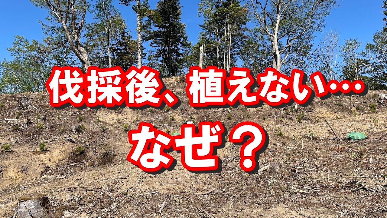 再造林したくない…のなぜ？主伐後３～４割程度しか再造林されていません。逆転の発想で人工林禁止にすれば…