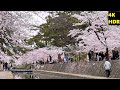 4K HDR【桜満開/西宮市 夙川公園(夙川河川敷緑地)/2022】4/3(日)