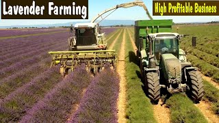 Lavender Farming - How to Grow Lavender - How to Start a Business Lavender Farm - Commercial Farming Lavender Farming - How to Grow Lavender - How to Start a Business Lavender Farm - Commercial Farming