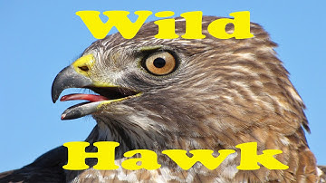 Wild Hawk Birds of Prey Feeding in My Backyard