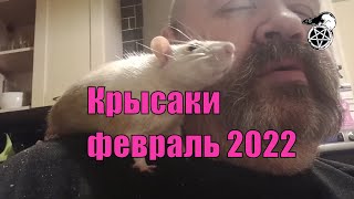 Крысаки, Февраль 2023