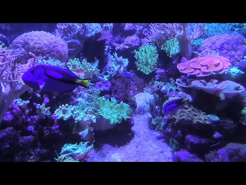 Dubai Aquarium  #uae #dubai #dubaimall #dubaiaquarium