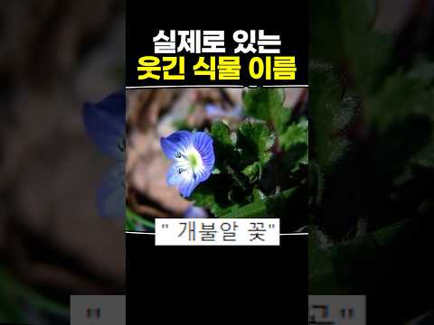 실제로 있는 <strong>웃긴</strong> 식물 <strong>이름</strong>