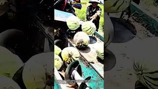 Watermelon Seed Extraction Machine #worker #process #watermelon #farming #agriculture