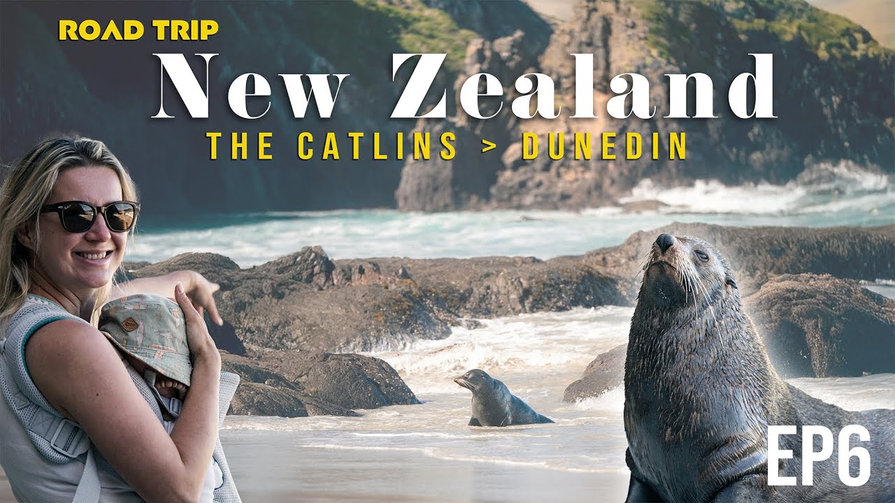 Can’t believe our luck! Wildlife spotting in New Zealand. A Road trip from The Catlins to Dunedin