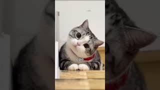 What if You became a Сat? #shorts