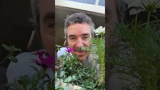 Farma G How To Kill A Butterfly Repress - Ready To