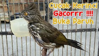 BURUNG ISIAN VIRAL CUCAK KERINCI GACOR BOCOR full version