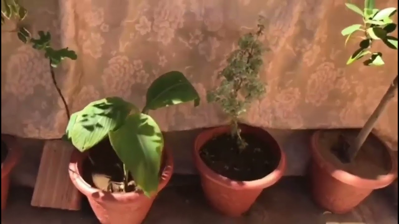 بين سوق الأربعاء الغرب طريق مدينة وزان قرية بن عودة دار حرة 200 متر 45 مليون 0661247058