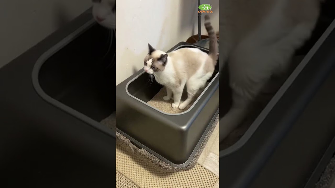 Cat Litter | Dust Free & Powerful Clumping  #LitterBoxStruggles #CatCommunity #LitterBoxStruggles