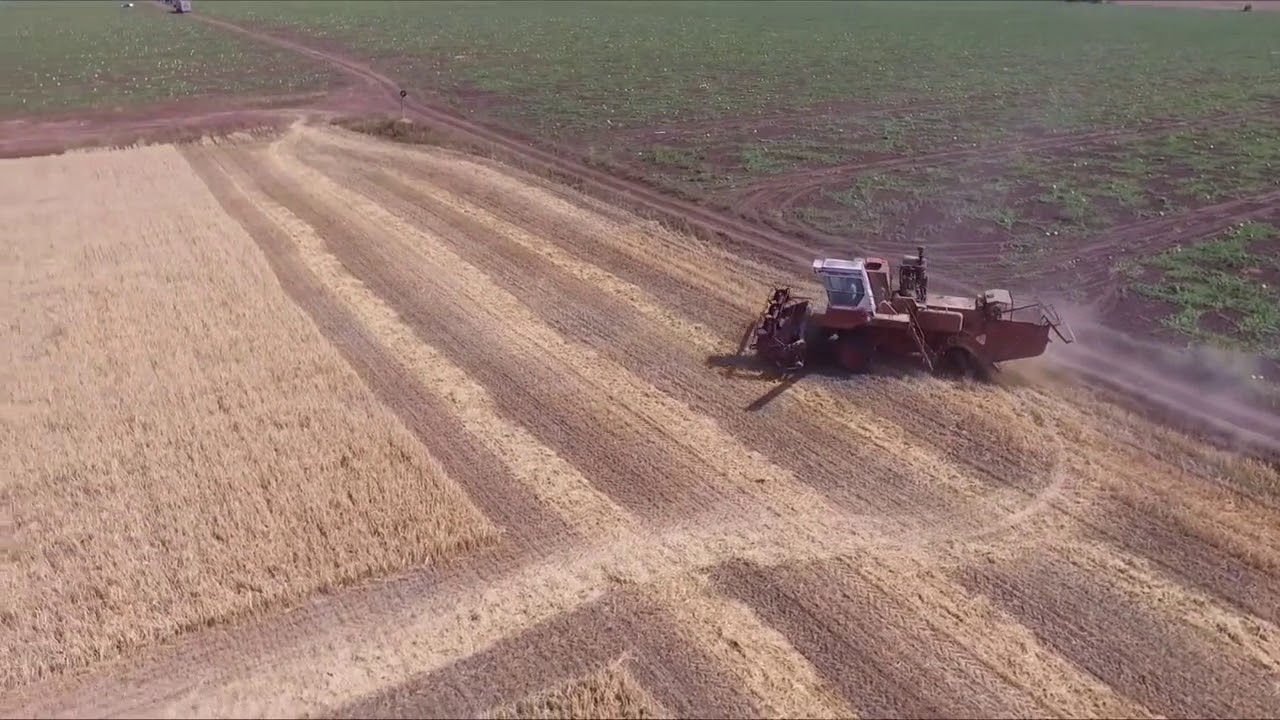 Russian Barley 2017 crop