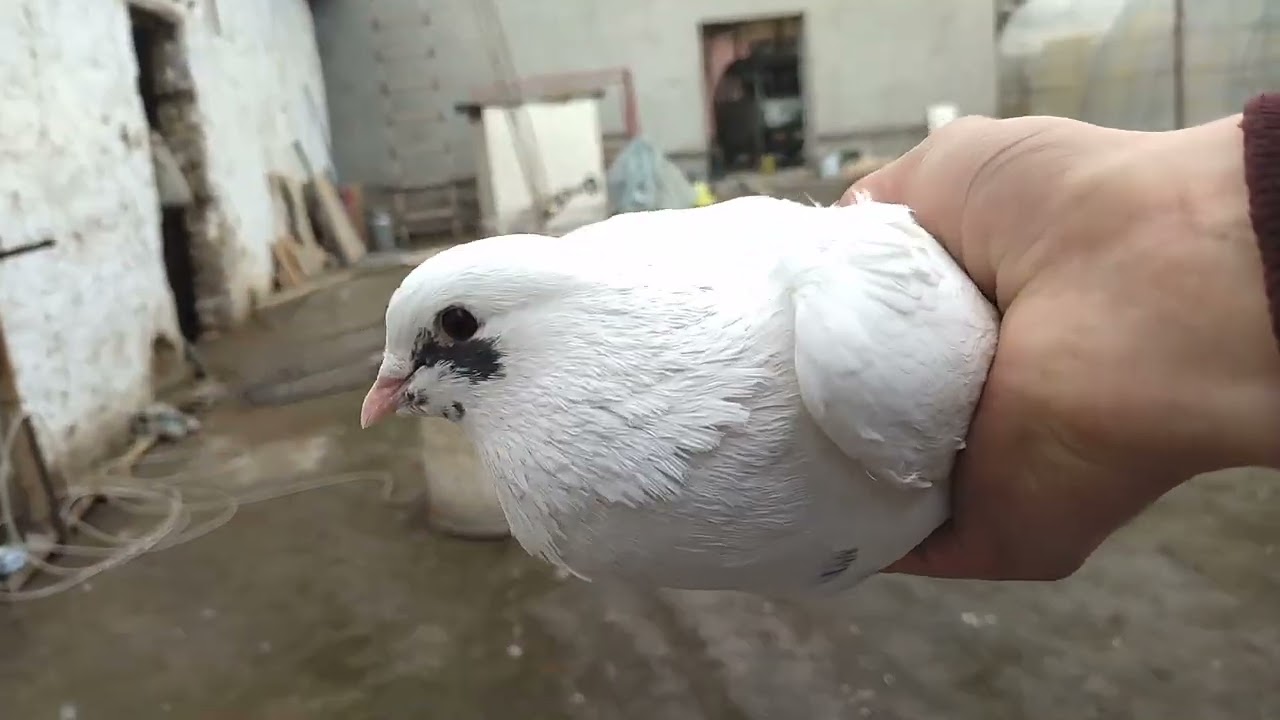 11.03.2022.Узок кутилган видео куринглар яхшисидан ушалди. #голуби #кабутар #pigeon #kabutar