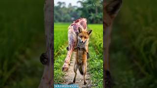 AI BANGLA VLOG🤣🤣#aivideo #ai adda