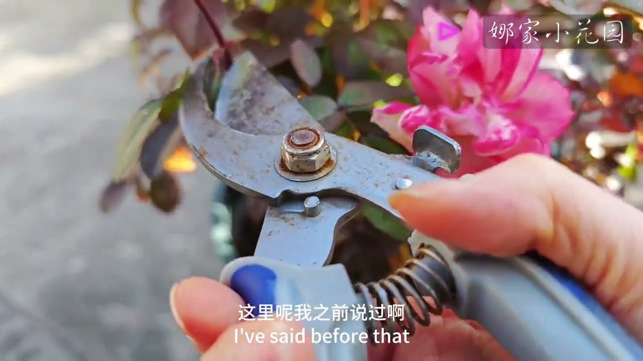 阳台系列（果汁，海神王）月季的冬剪操作及注意事项Balcony series (Juice, Sea God King) precautions for roses